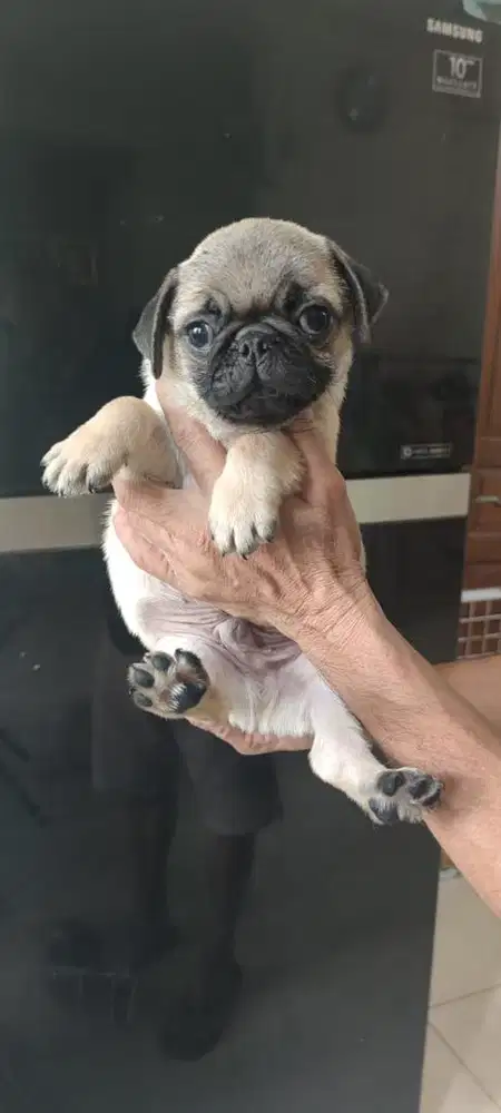 Pug Jantan sangat lucu dan gembul non stambum 2 bulan