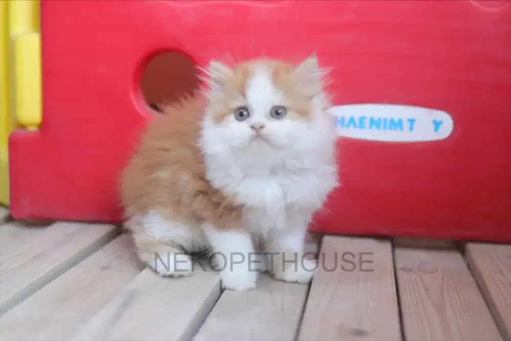 Kucing persia longhair kitten