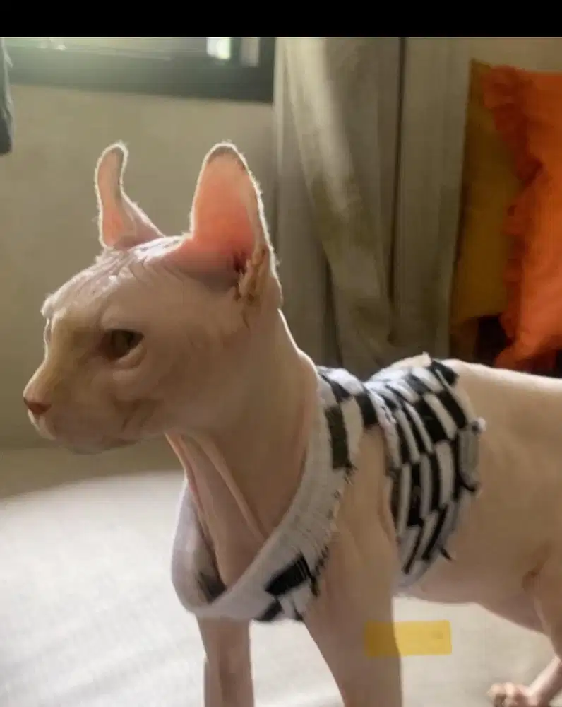 pacak sphynx jantan