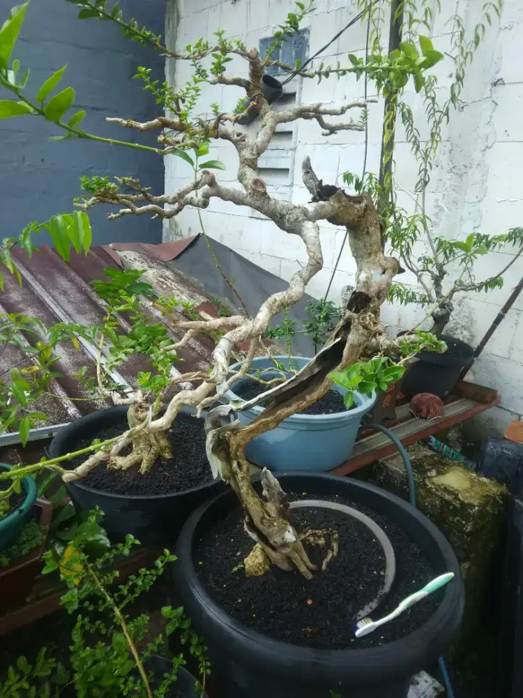 Bonsai Wacang Ekstrim