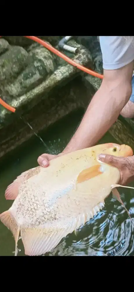 Ikan Gurame padang -+2,5 kg