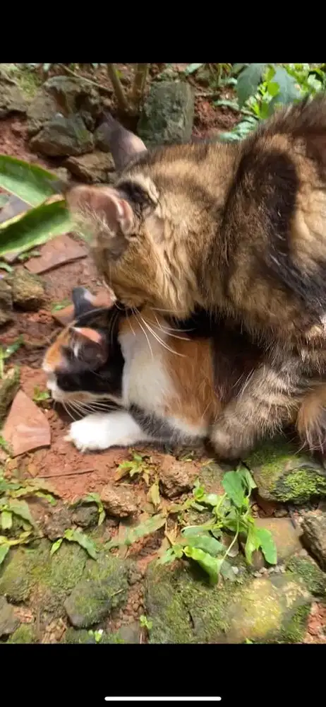 betina mix mc kawin sama mainecoon