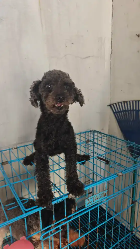 Anjing poodle betina