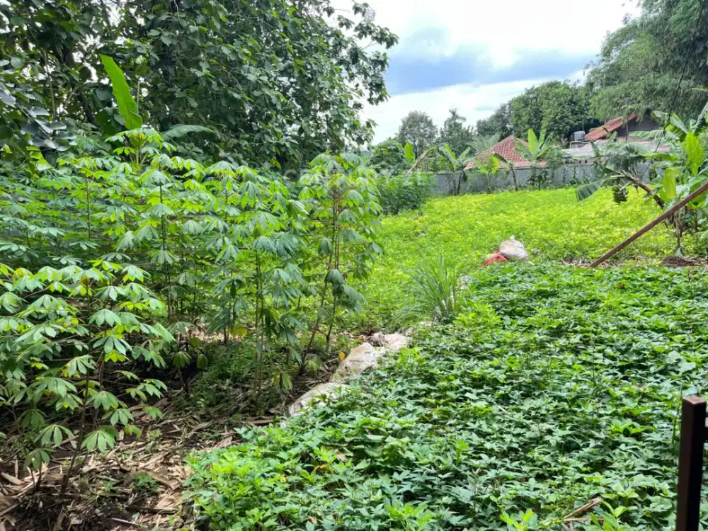 Lahan Cocok Untuk Cluster Di Kp Kaum Pandek Karadenan Cibinong