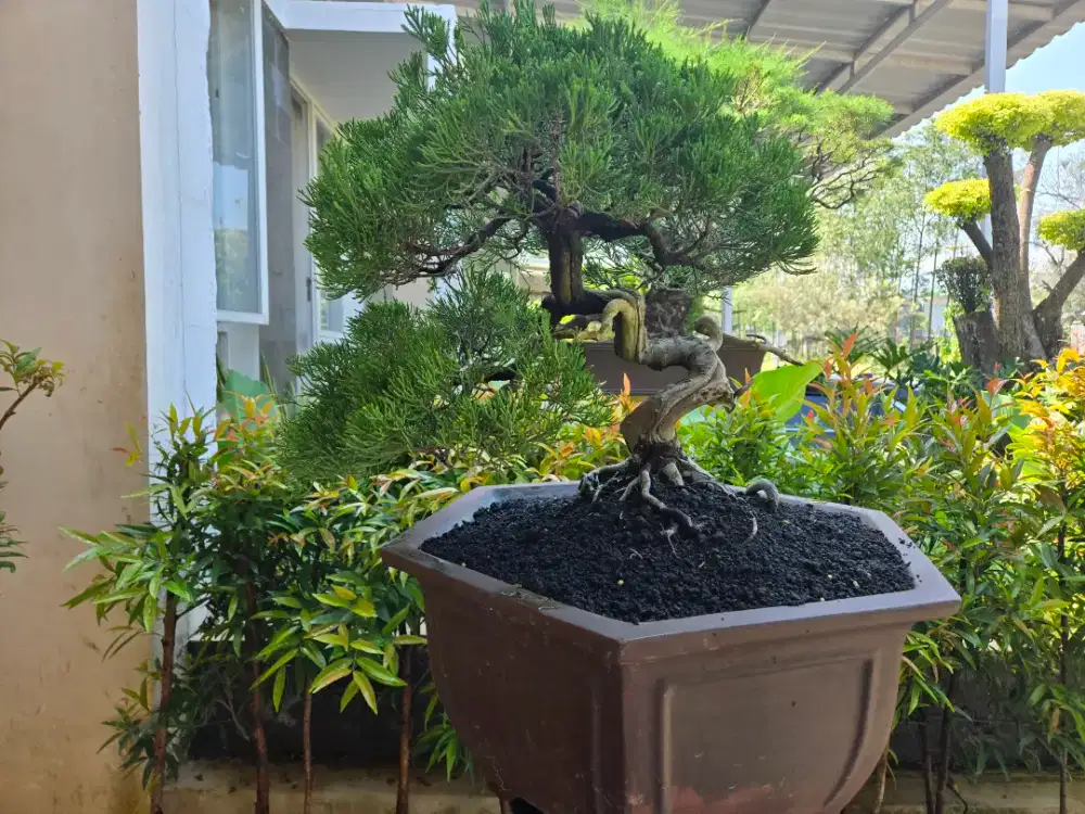 Bonsai cemara sinensis