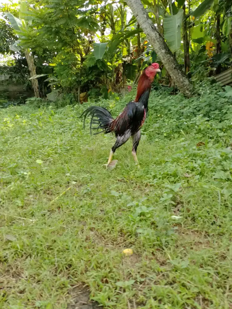 Ayam bangkok Siap Rawat