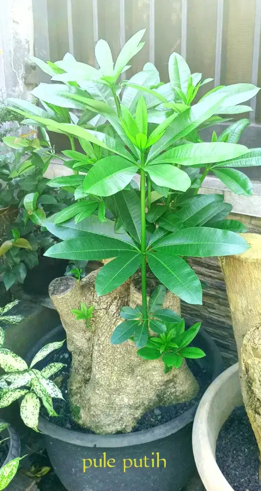 Pohon pule putih