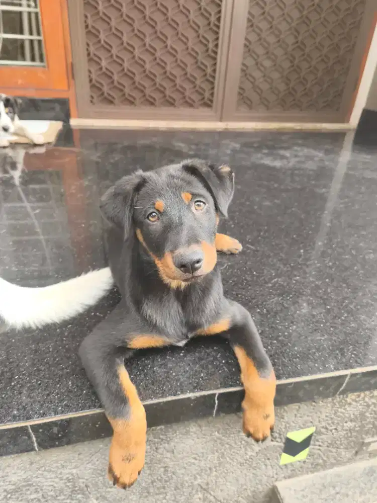 Anak anjing 1.5bulan
