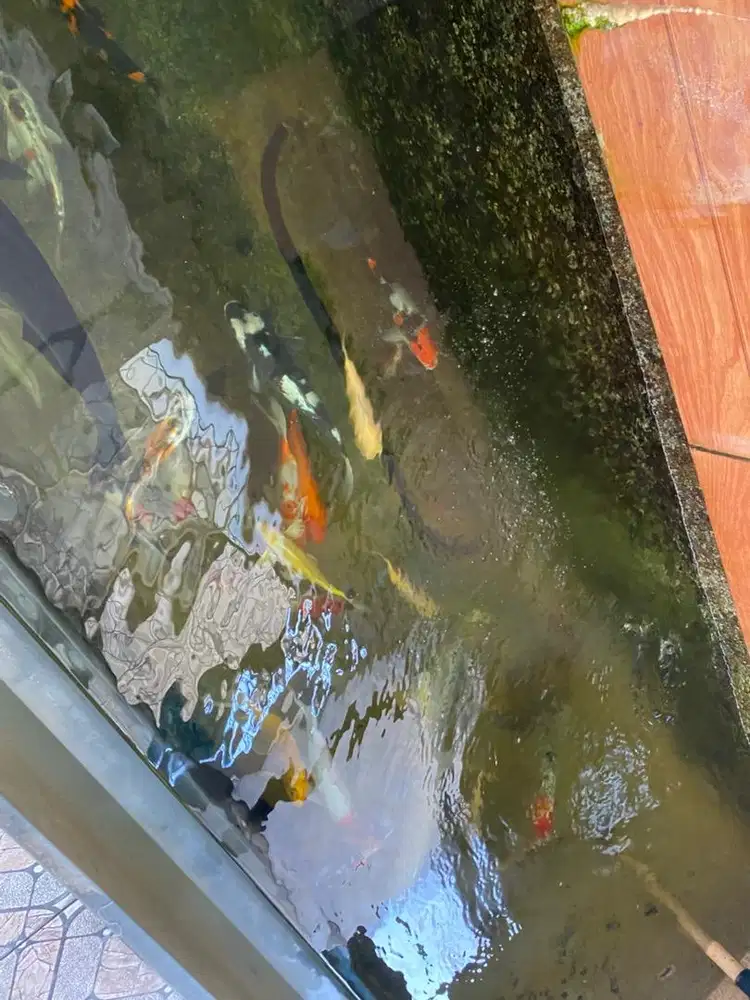 IKAN KOI BLITAR KURAS KOLAM