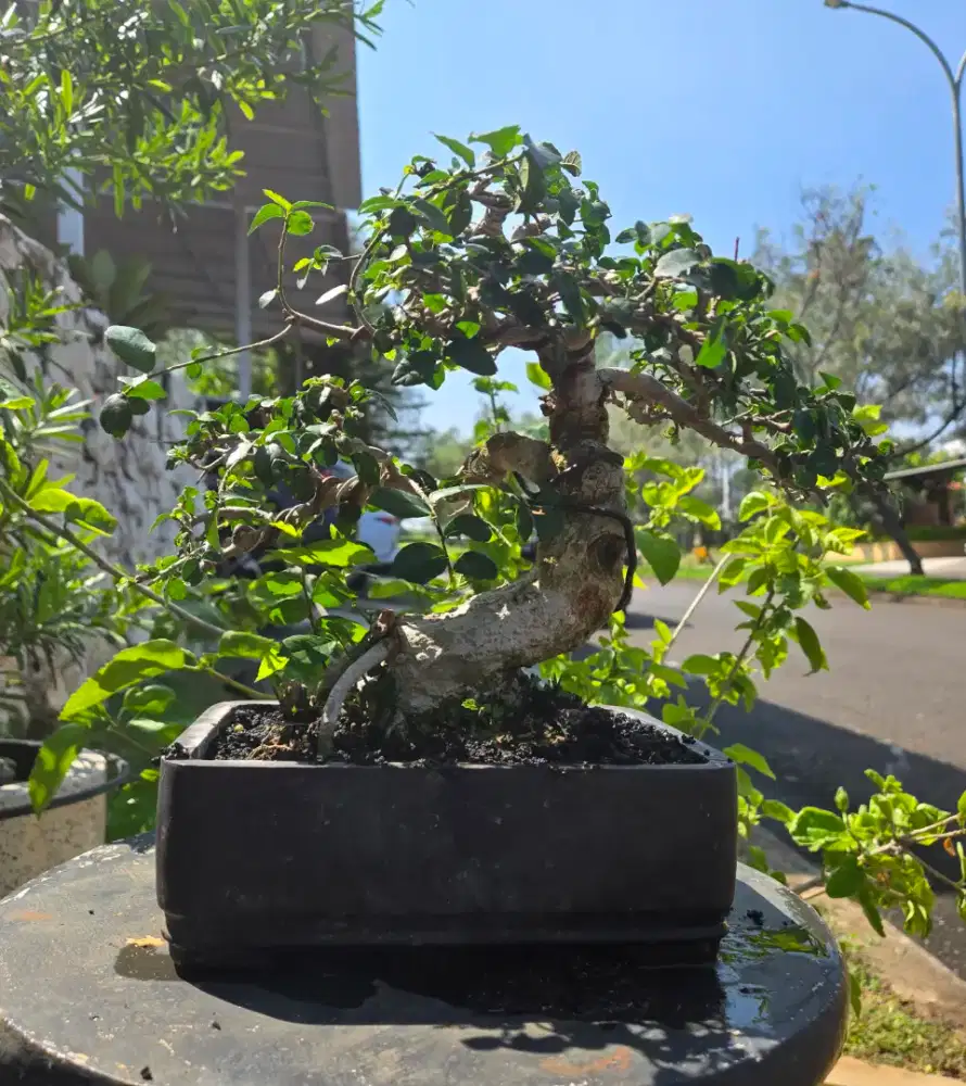 Bonsai serut bagus dan murah