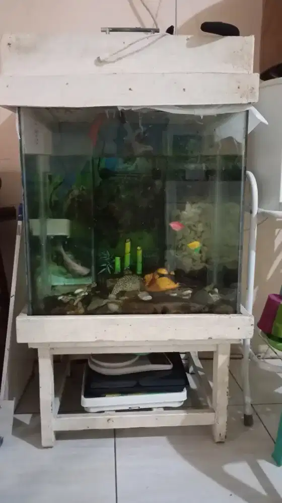 Akuarium kaca 50x50