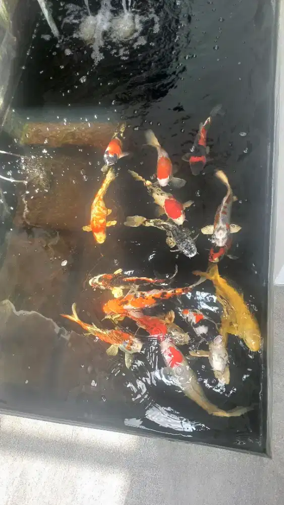 Jual Murah Ikan KOI