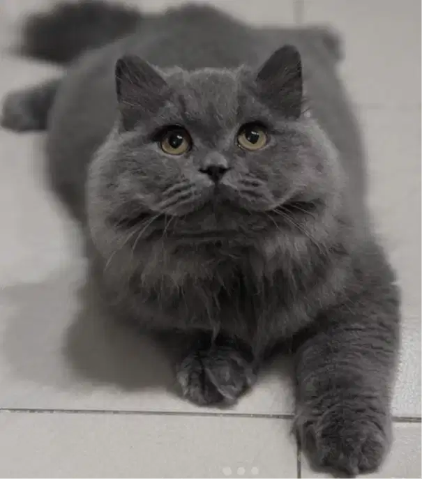 Kucing kitten British fmale longhairr Lucu gemoy