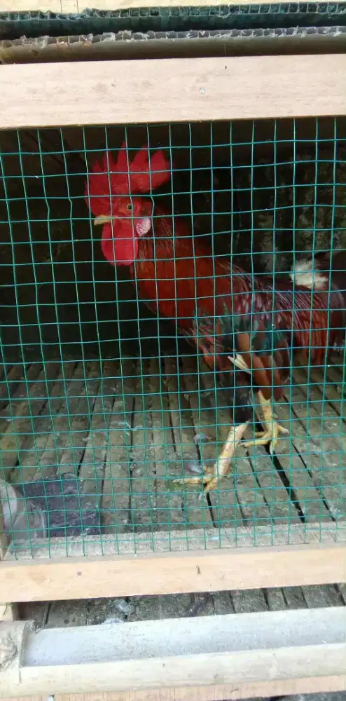 Dijual ayam jago hias