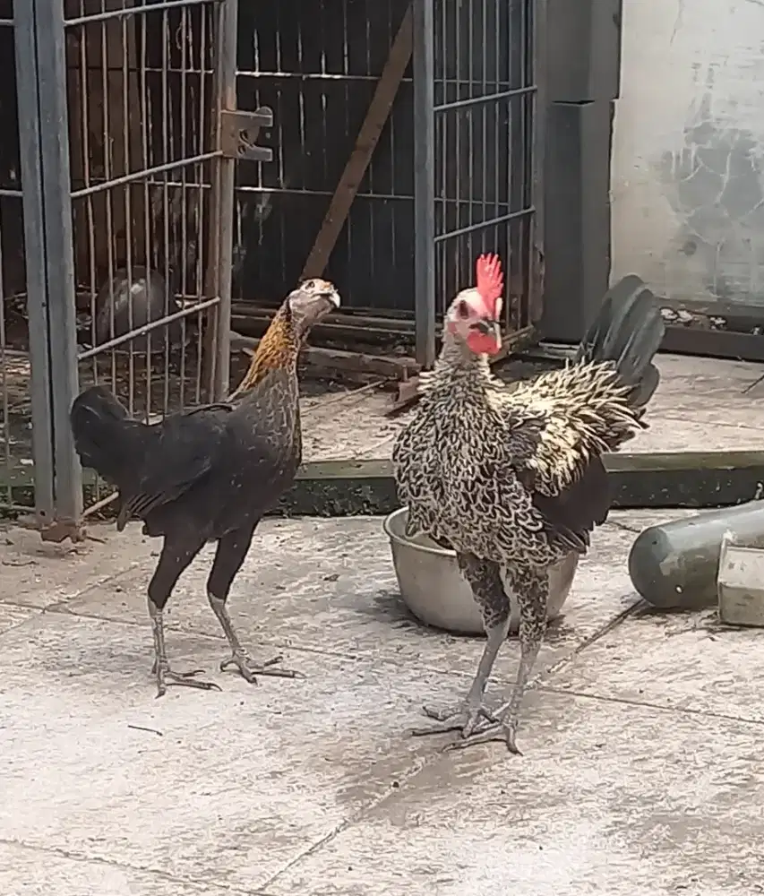 Ayam modern game bantam sepasang