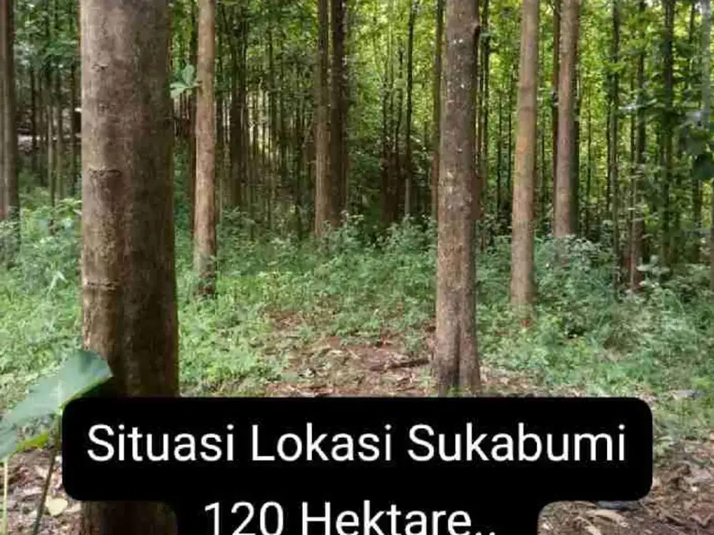 tanah luas bonus pohon besar2