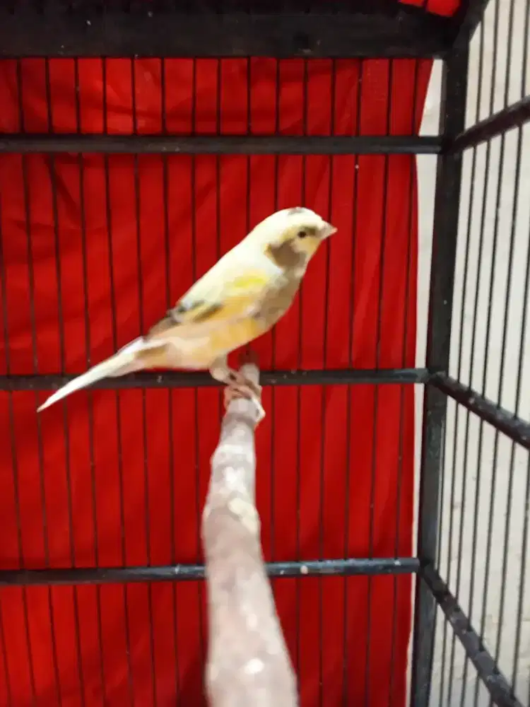 Burung kenari jantan