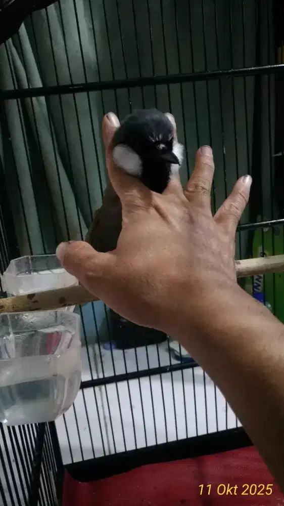 Poksay hongkong jinak plus kandang