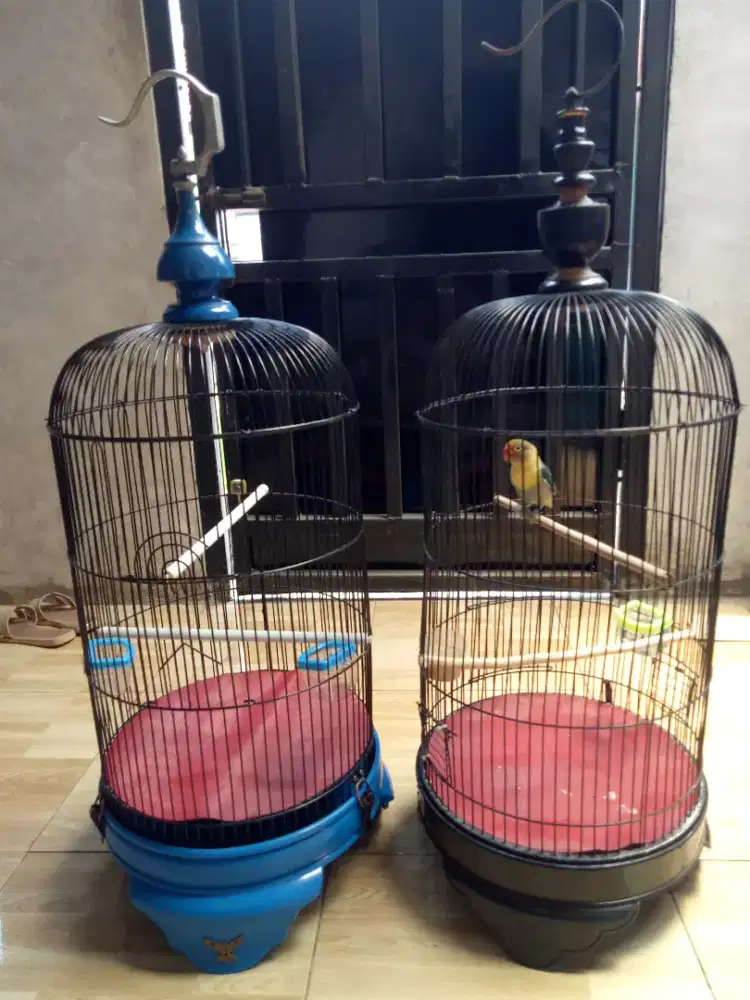 burung lovebird fullset
