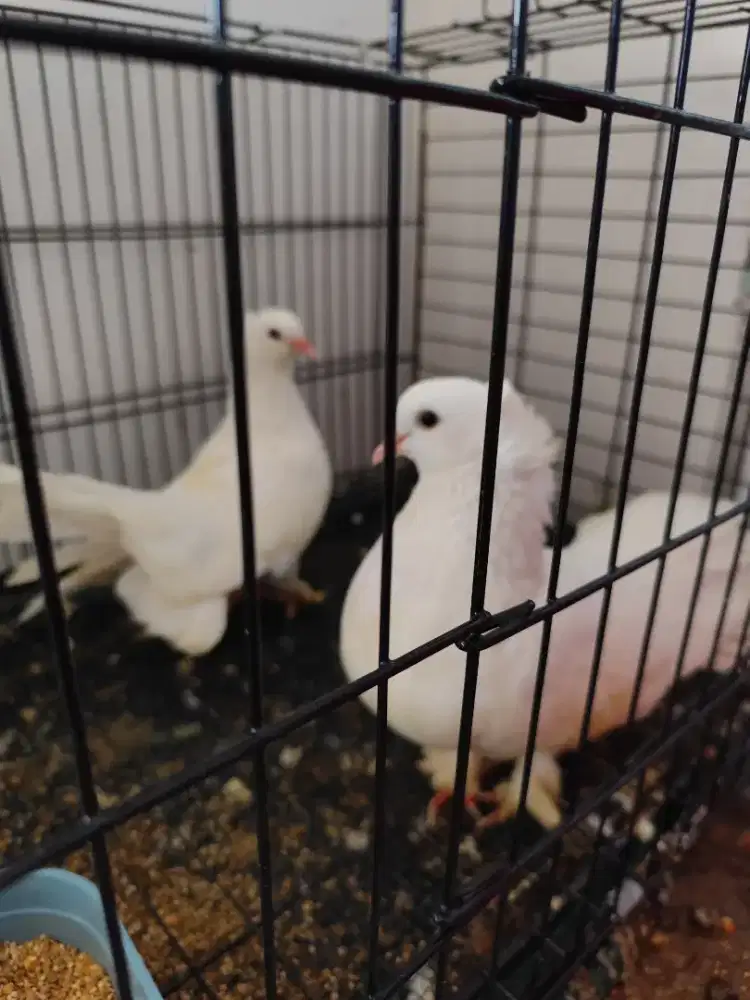 Burung merpati hias