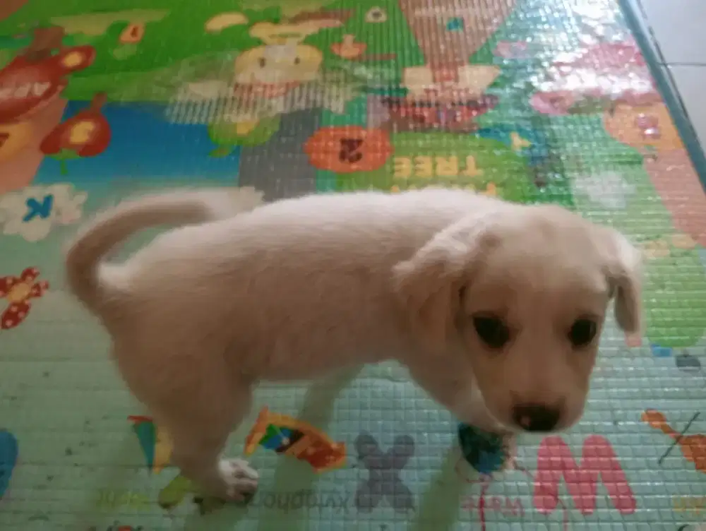 Anak anjing Open adopt usia sekitar 2 bulan