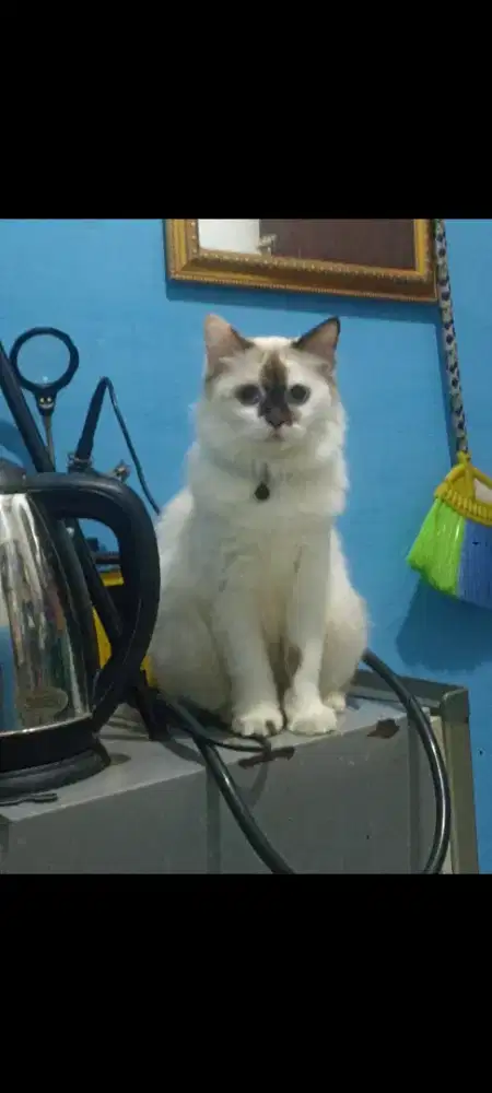 Persia x ragdoll