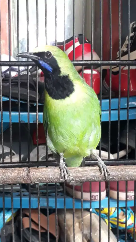 Jobig gacor isian melimpah full