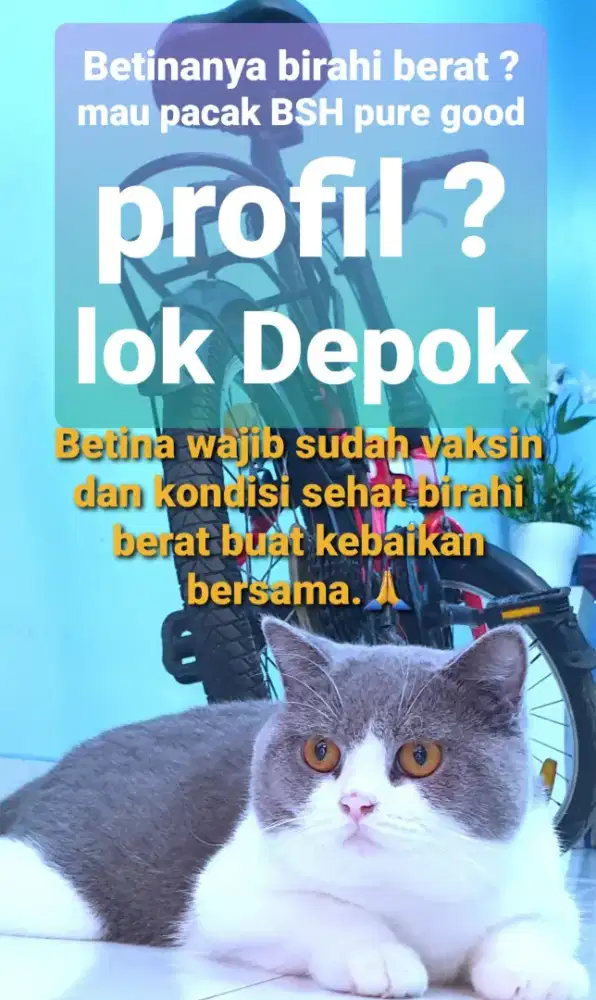Open Jasa Pacak BSH bicolor