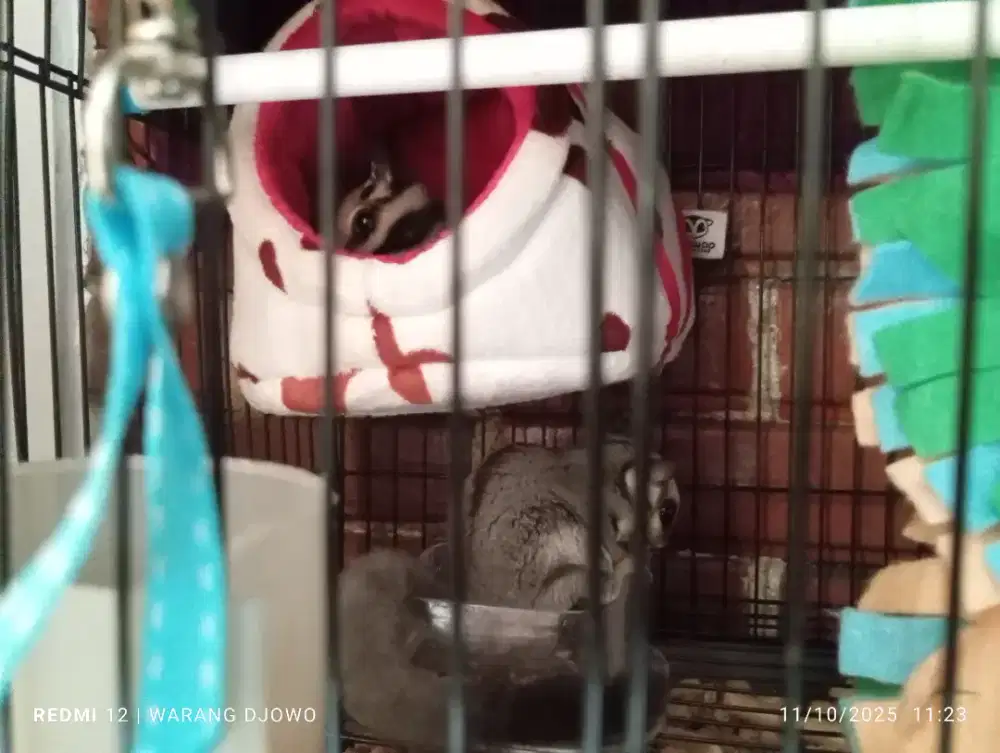 Sugar Glider Classic Grey 2