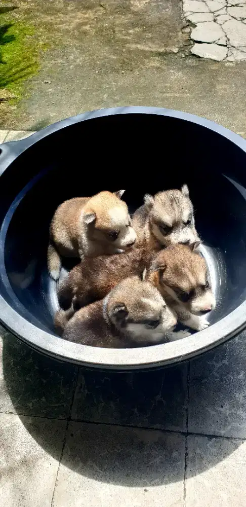 Jual Murah Anak Husky