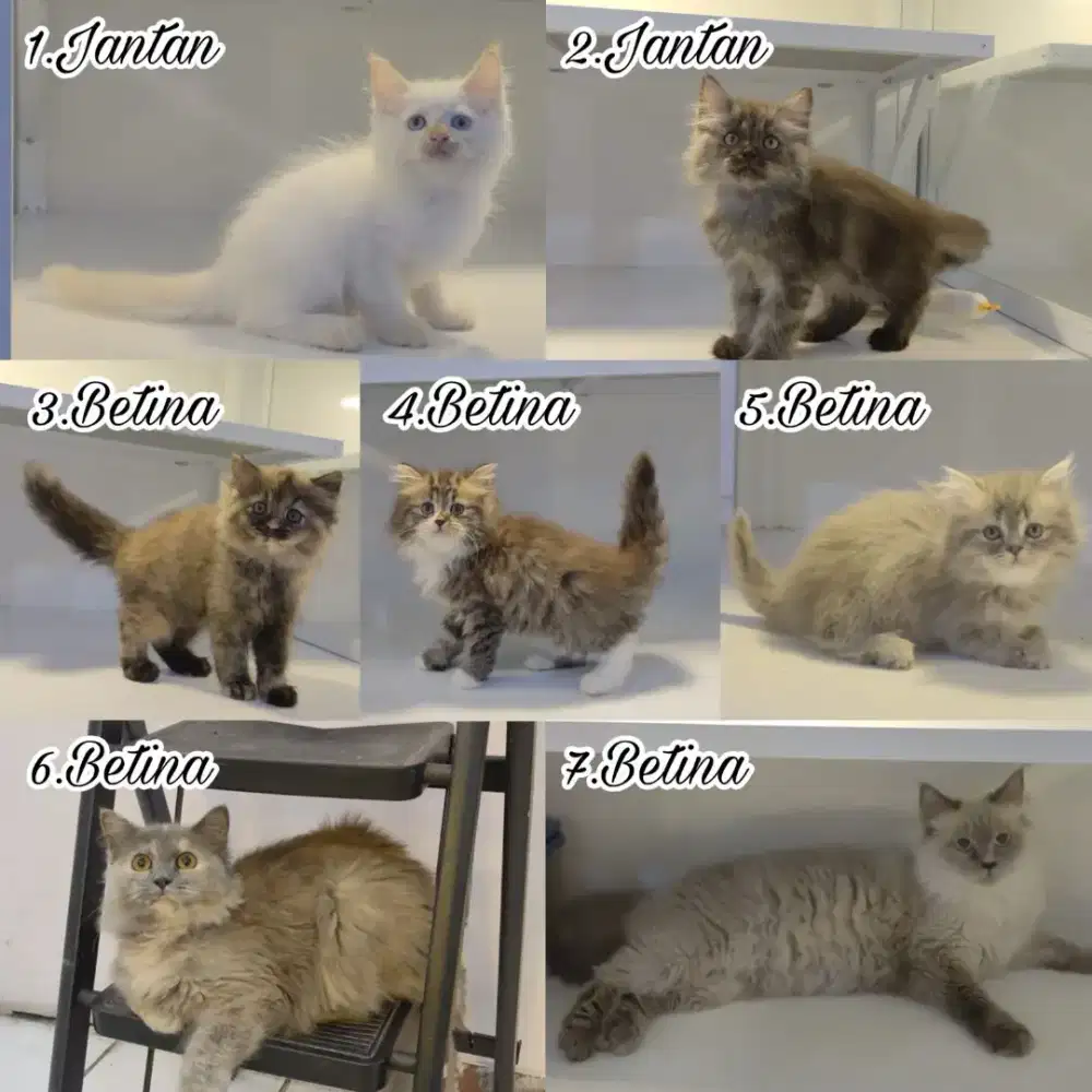 Kucing gemes pintar sehat harga terjangkau