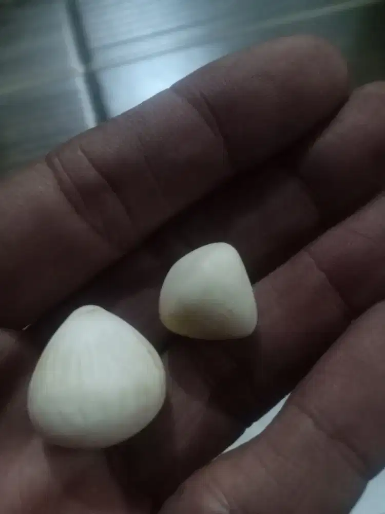 Batu Must*ka Kelapa asli