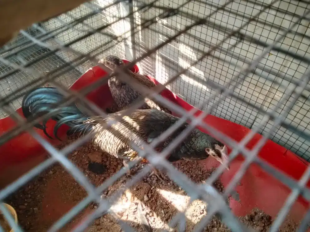 Ayam h hijau ori 1 jantan dua betina