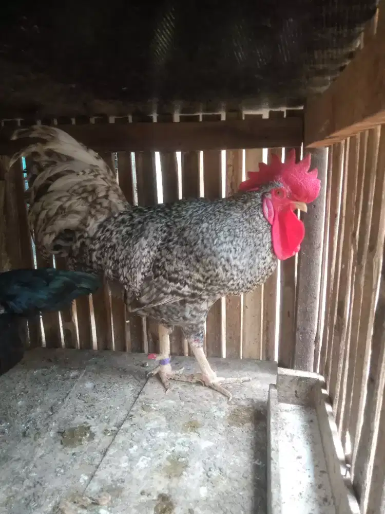 Ayam Kampung Unggulan Balitbangtan (KUB)