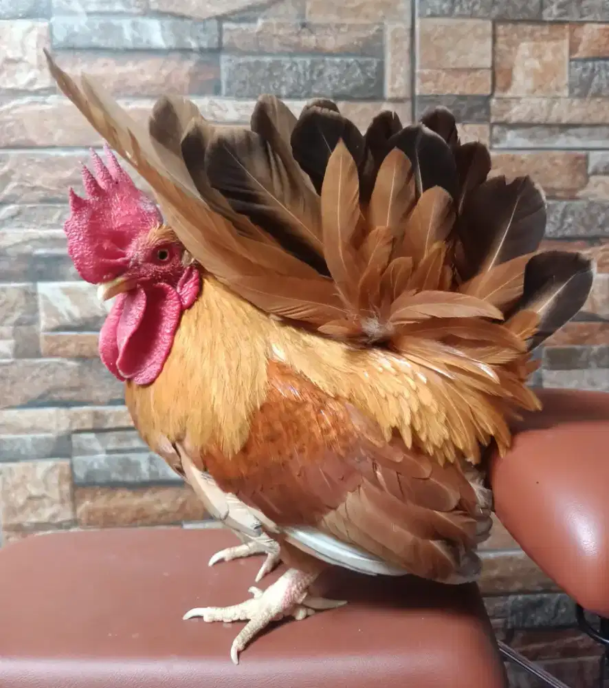 Ayam chabo jantan warna cantik