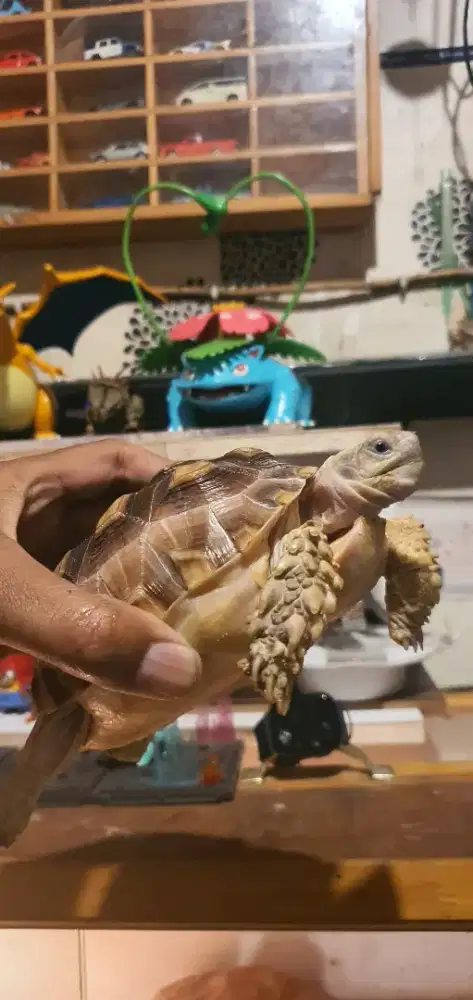 Sulcata sehat murah