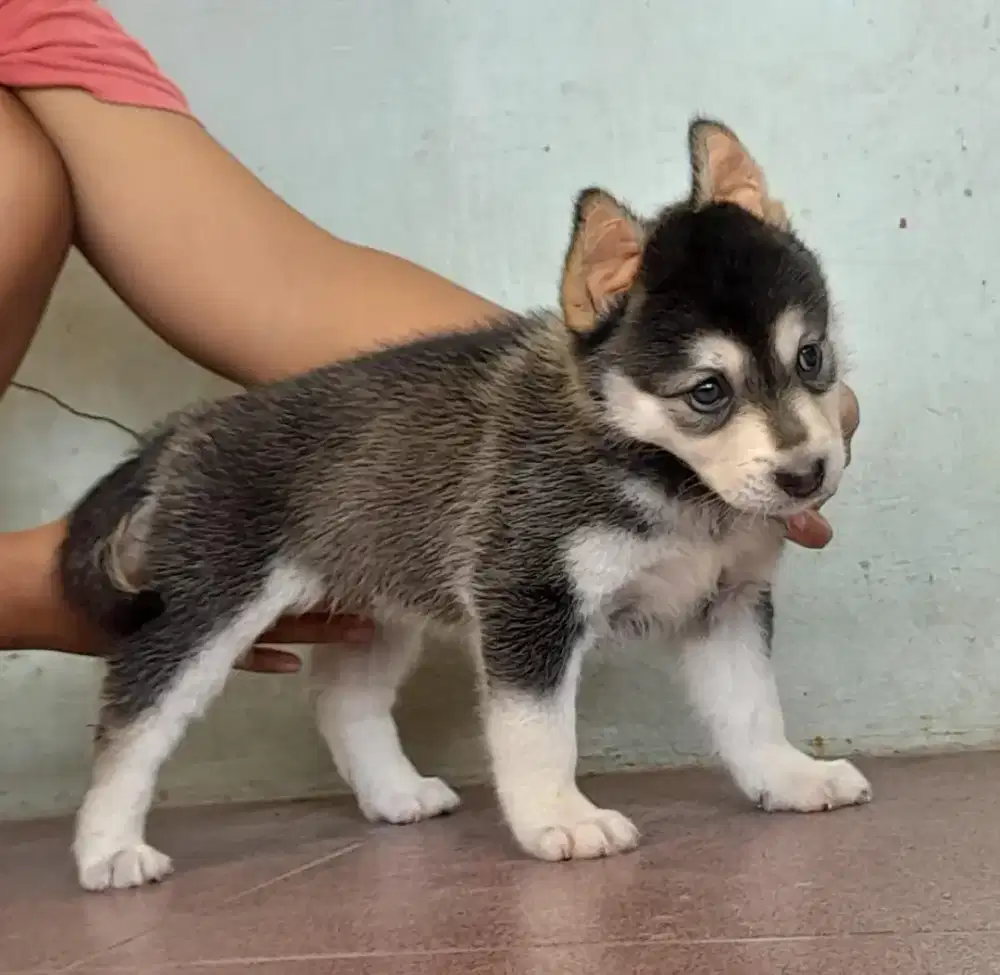 Anjing Siberian husky