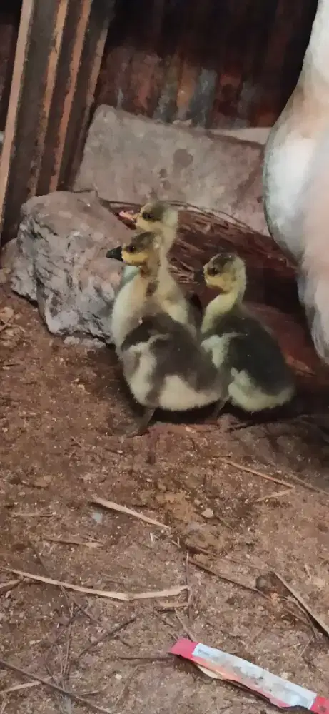 3 ekor anak angsa coklat