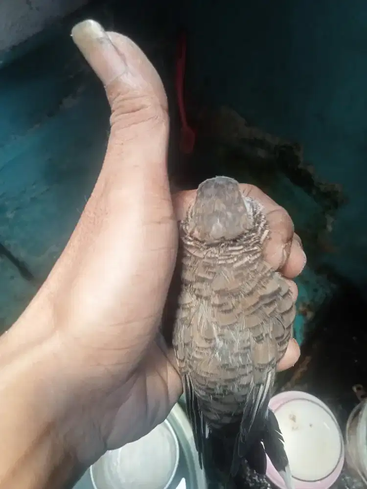 Perkutut udan mas bolosewu lokal alam asli bukan ternakan
