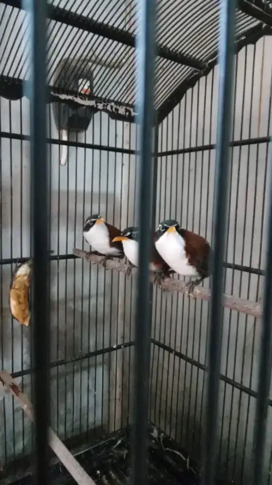 Burung kopi kopi