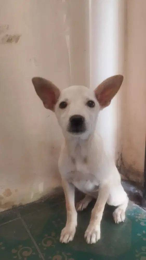 cihuahua mix mini pinscher