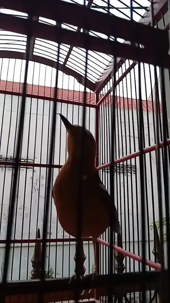 Burung Anis Merah