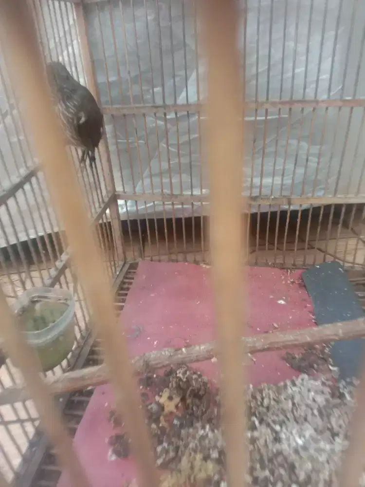 Jail burung  siri  siri kecil