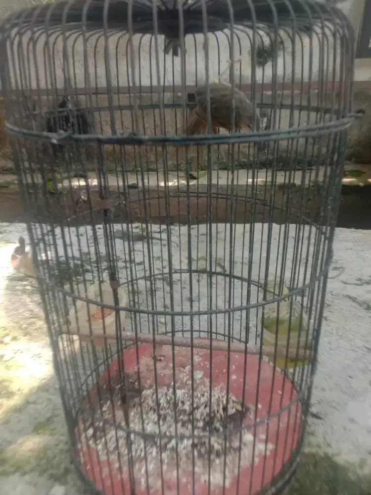 Jual  burung  ciblek  gunung