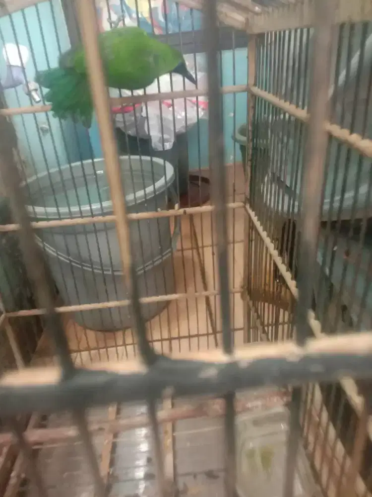 Jual  burung makan pisang