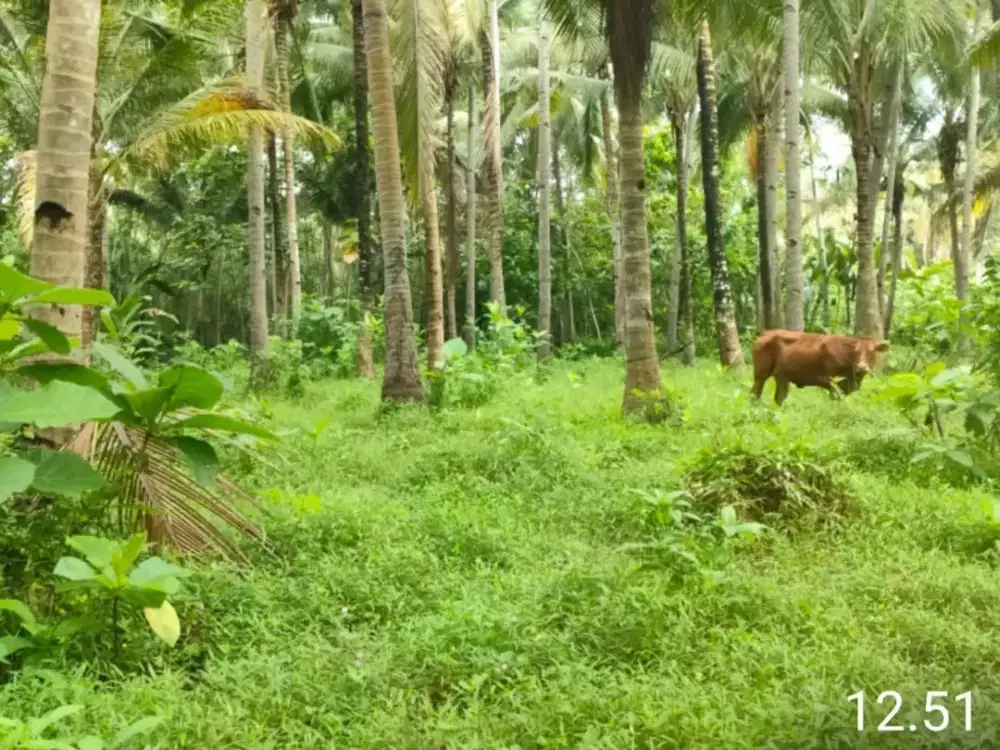 Dijual Kebun Kelapa – Lokasi Strategis di Banyuwang, Utara Kokoon Hotel