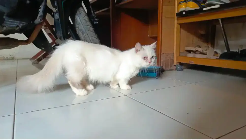 Munchkin x ragdoll betina 1×proven
