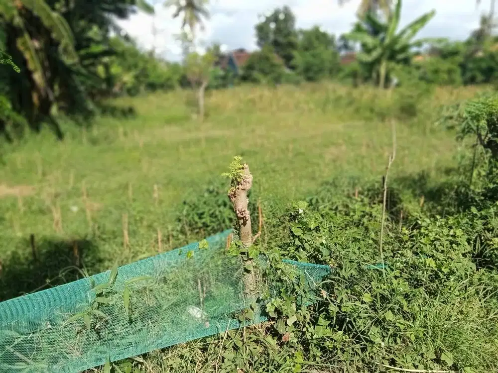 Tanah dijual tanah dijual