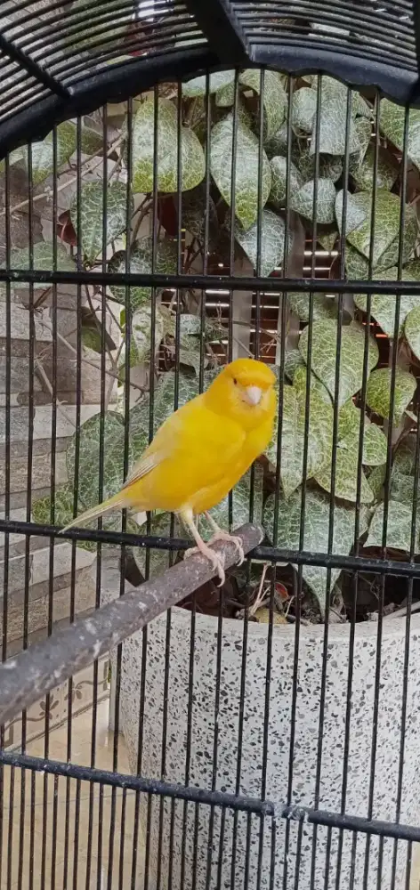 Kenari Lemon gacor  lot dor.. F