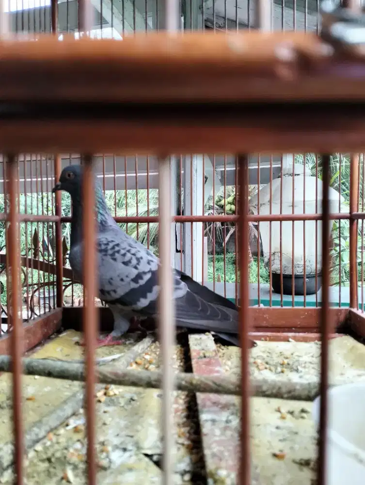 burung dara abu